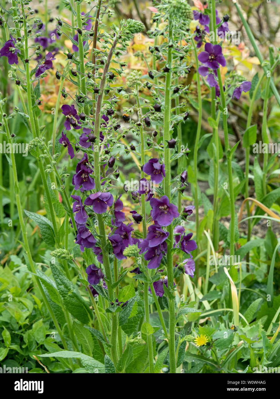 A group of Verbascum phoenicum Violetta showing the deep purple flower spikes Stock Photo