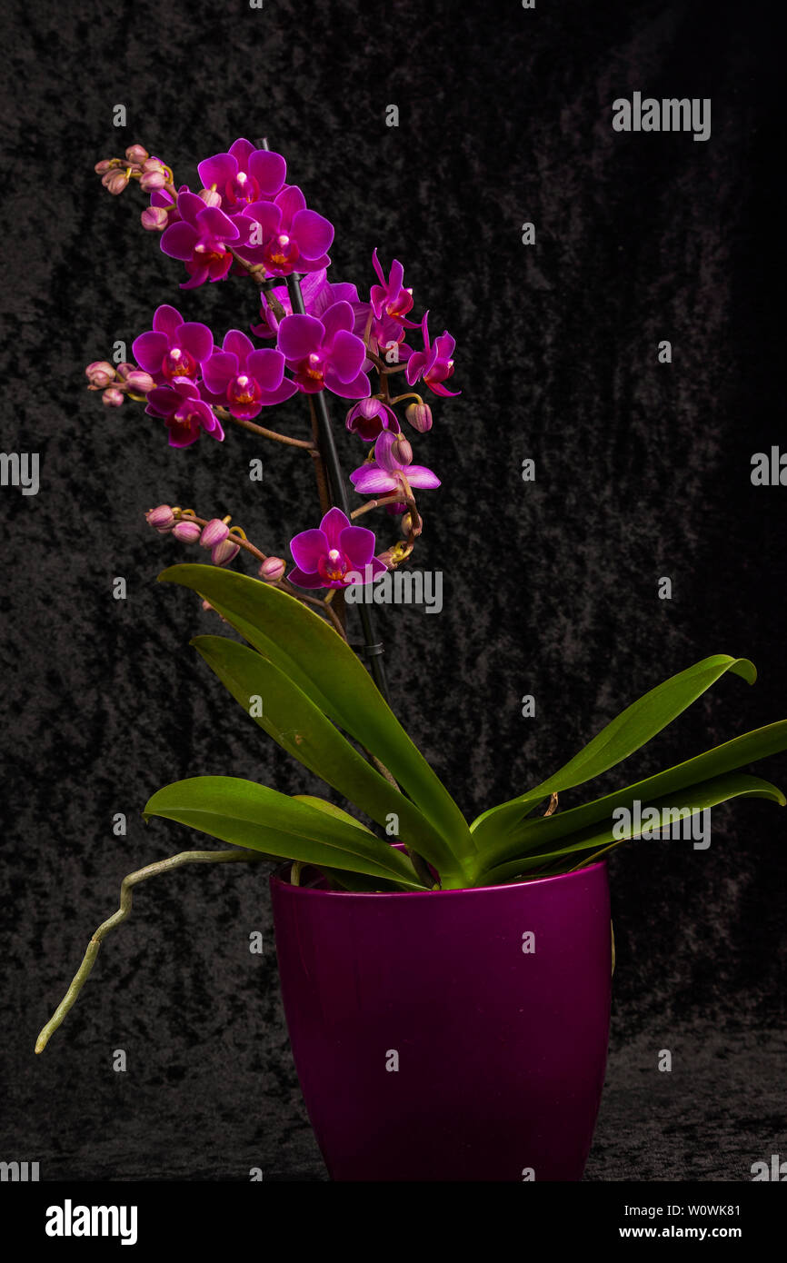 Ein Orchidee in Übertopf . An orchid in overpot Stock Photo