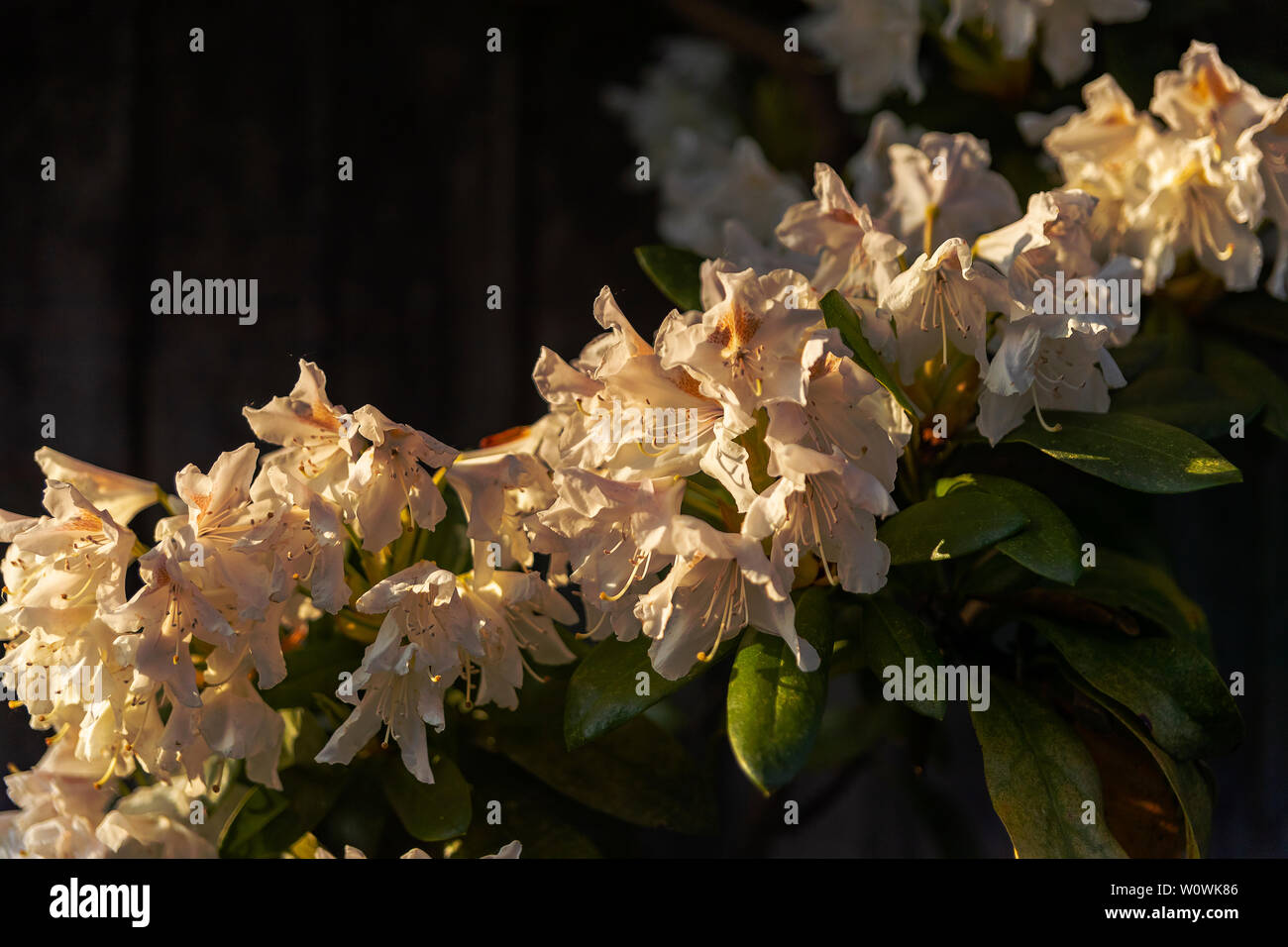 Rododendron Blüten im Frühjahr.  Rododendron flowers in spring. Stock Photo