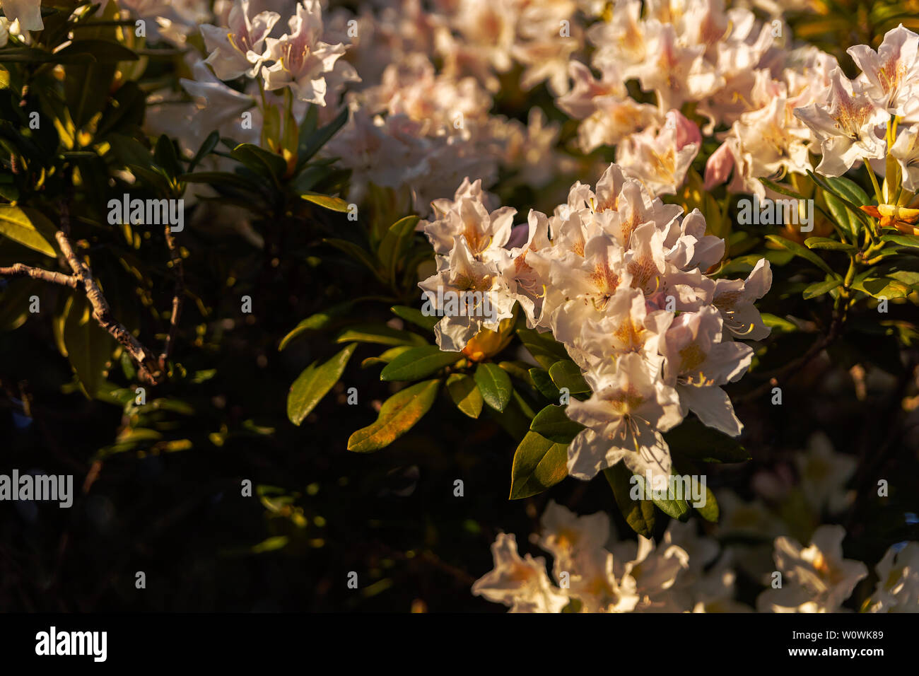 Rododendron flowers in spring.  Rododendron Blüten im Frühjahr. Stock Photo