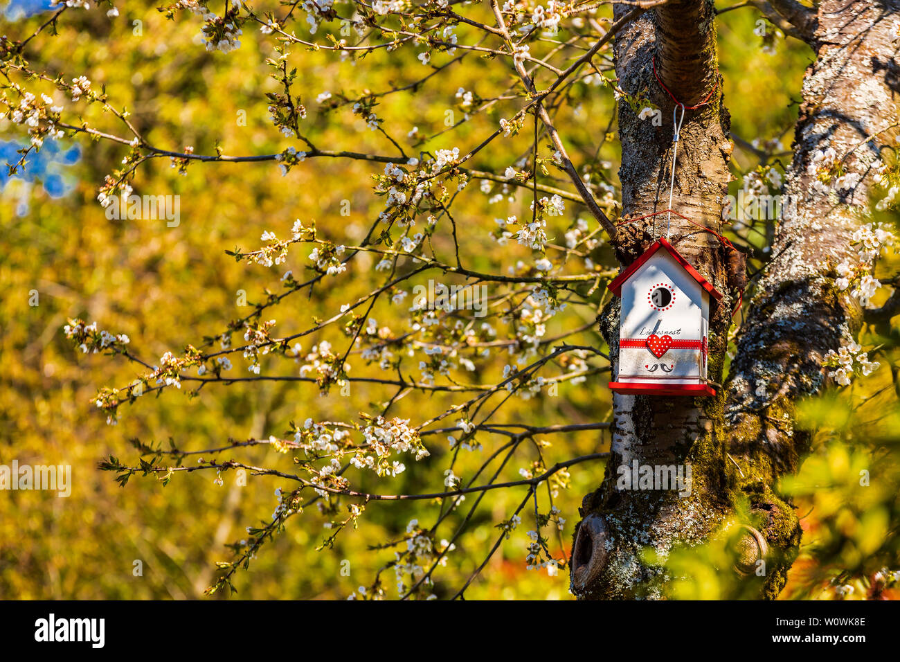 Kirschbaum mit Nestkasten im Frühjahr.  Cherry tree with nest box in spring. Stock Photo