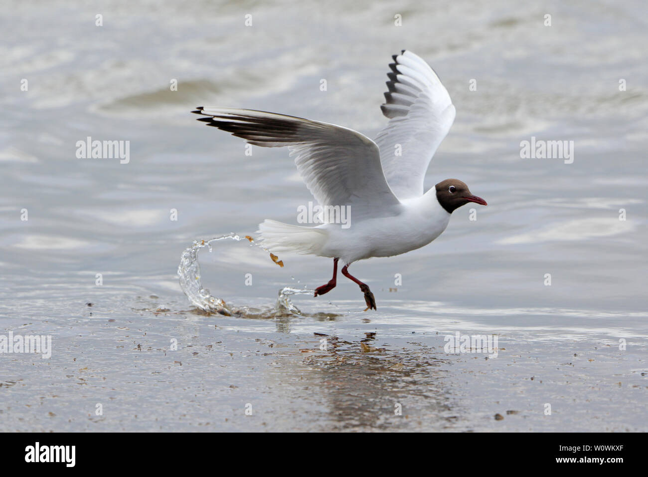 Adult Black headed Gull in Breeding plumage in flight on North Ronaldsay Orkney Scotland Stock Photo