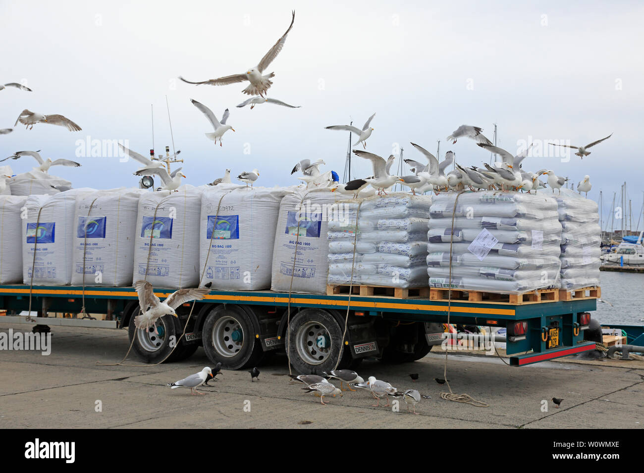 Gulls feeding on fish food loaded onto a truck Kirkwall harbour Orkney Scotland Stock Photo