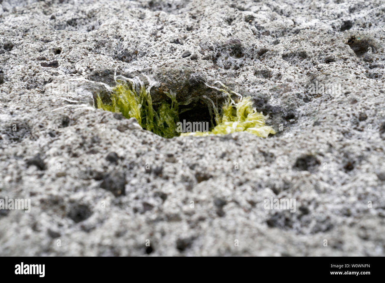 Surreal vulcanic moon landscape (vulcanic ground) Cane Malu at Bosa in  Italy (Sardegna) with algea plants growing out of holes Stock Photo - Alamy