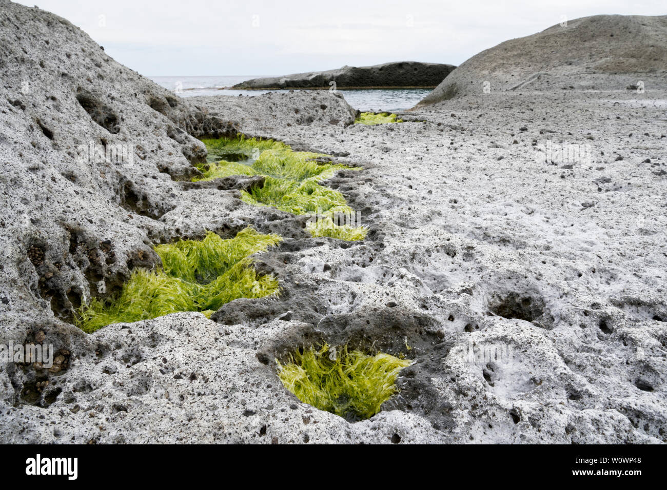 Surreal vulcanic moon landscape (vulcanic ground) Cane Malu at Bosa in Italy (Sardegna) with algea plants growing out of holes. Stock Photo
