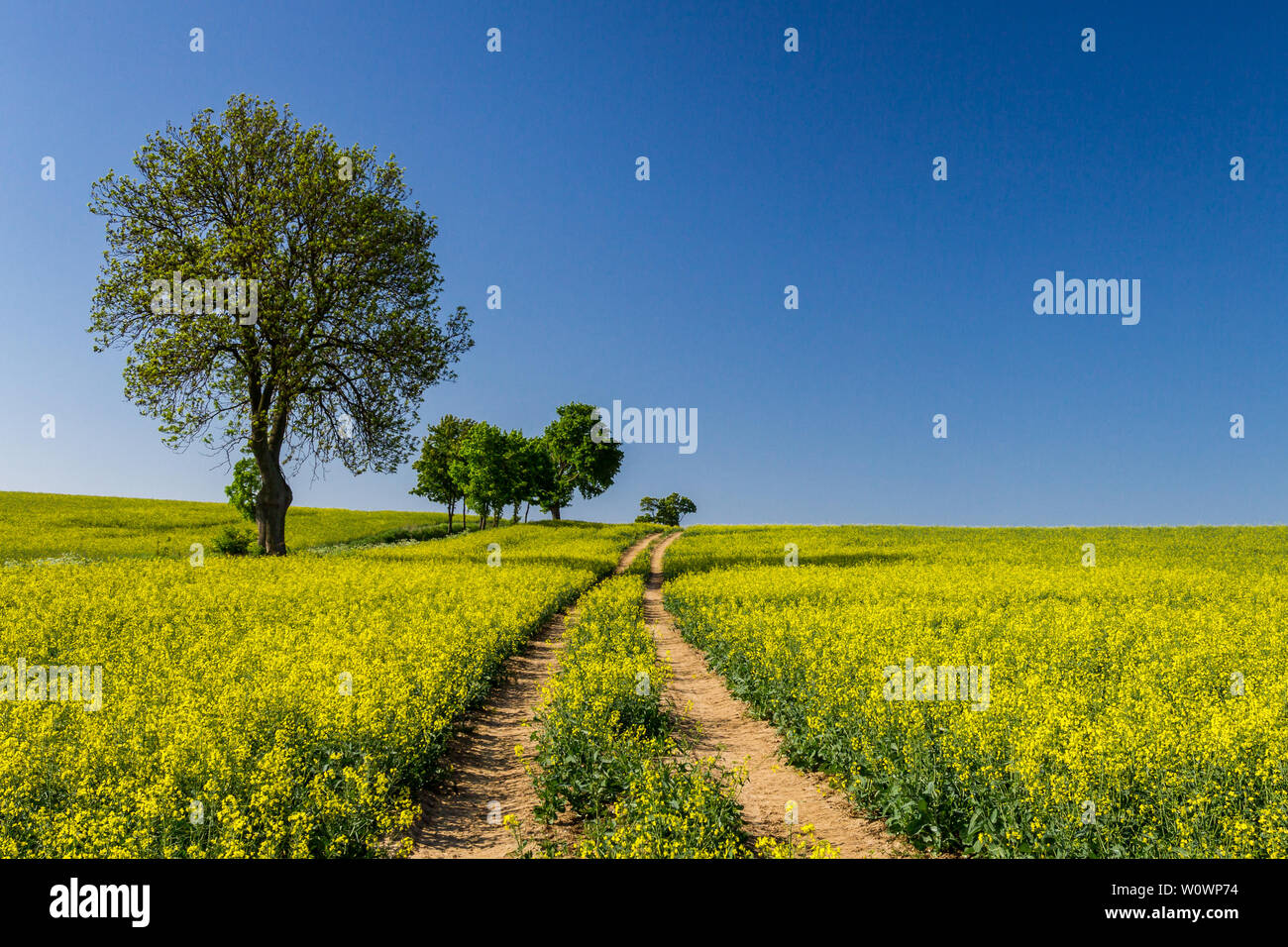 Country road and yellow field of rape in summer Stock Photo - Alamy