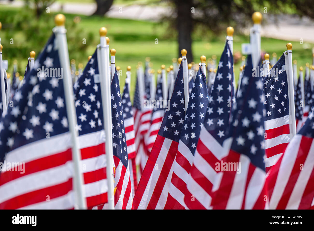 American flags on a green grass Stock Photo