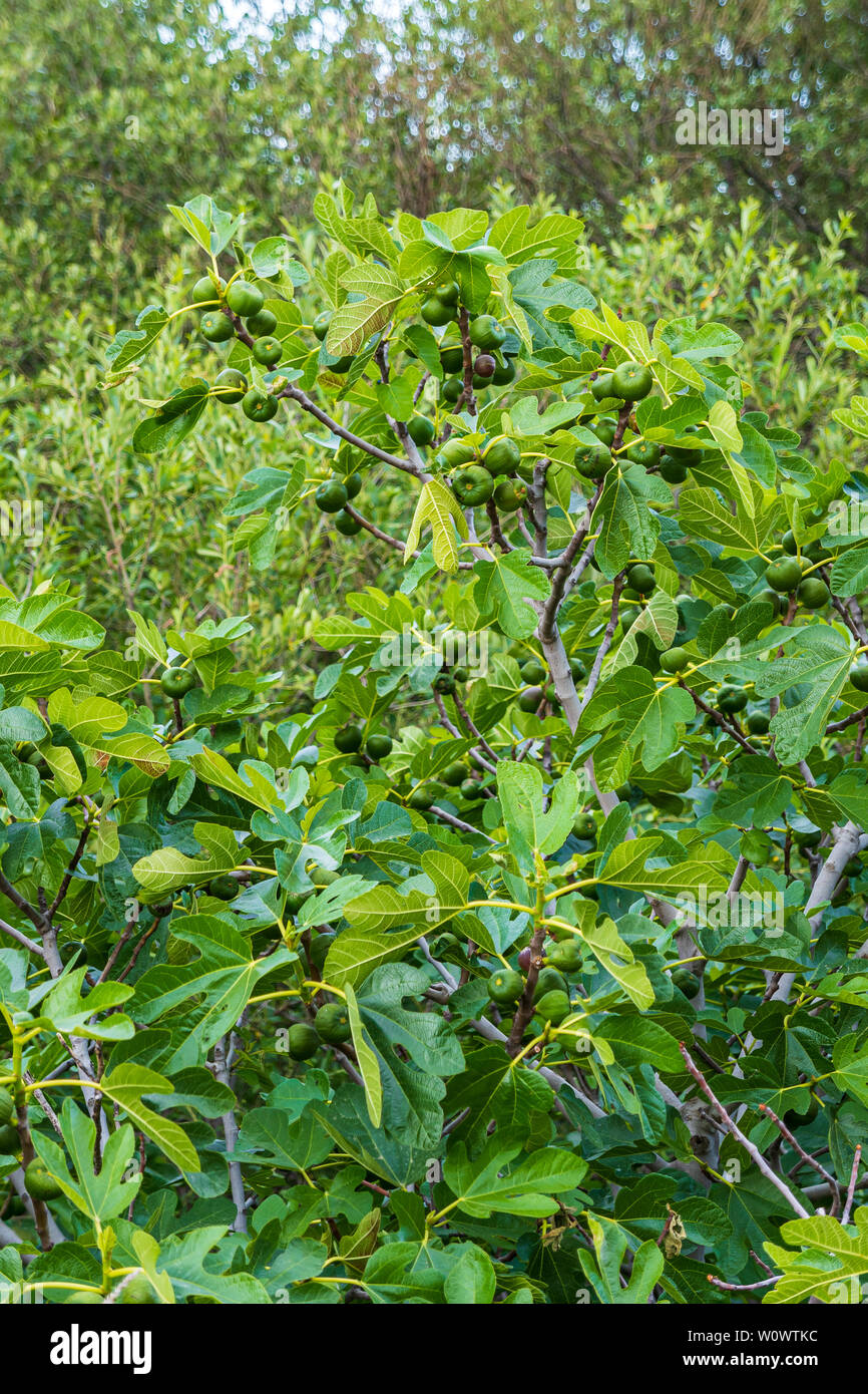 Branches of a fig tree with its figs in summer Stock Photo