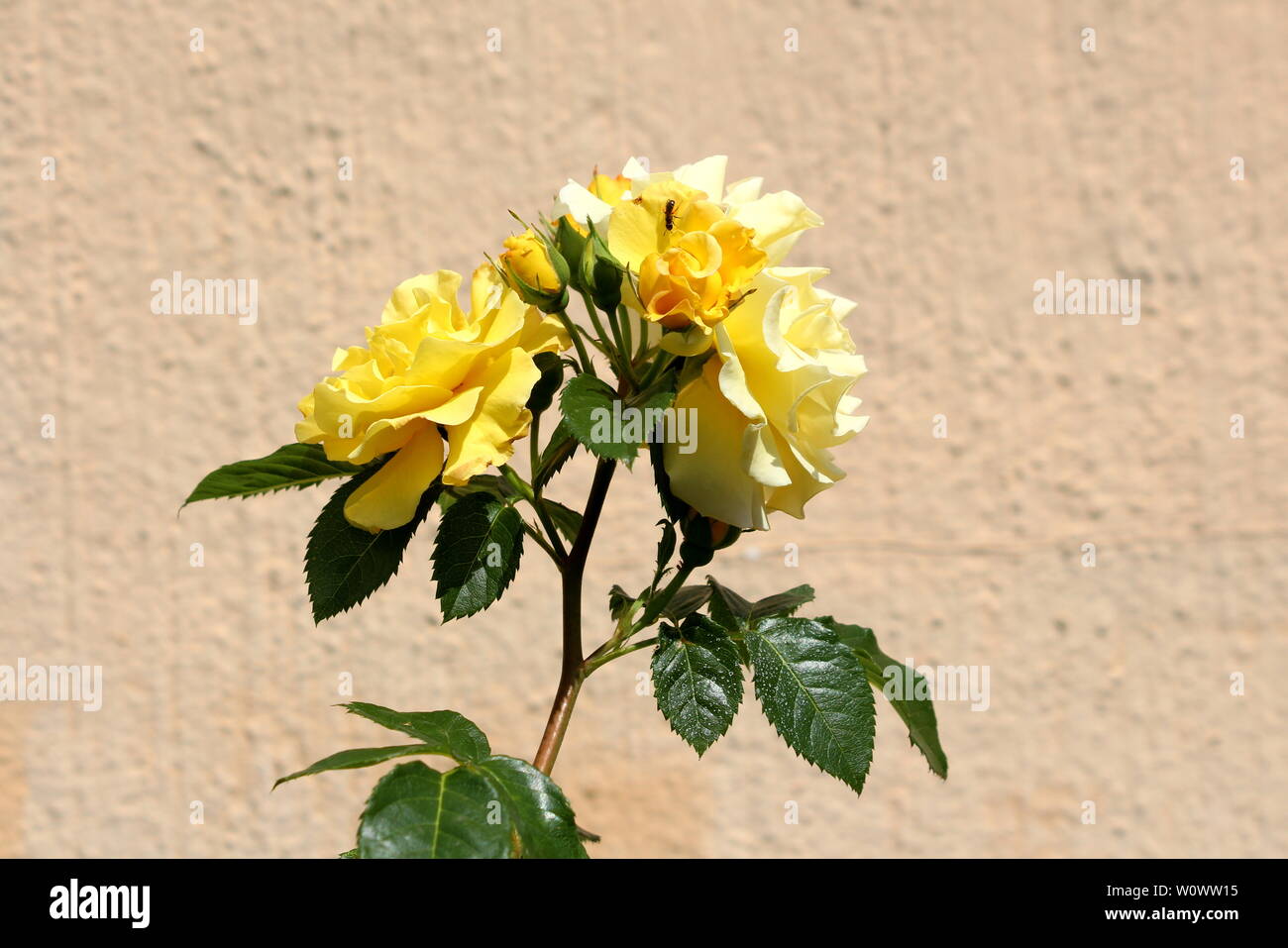 Bunch of fully open and closed bright yellow roses growing on single