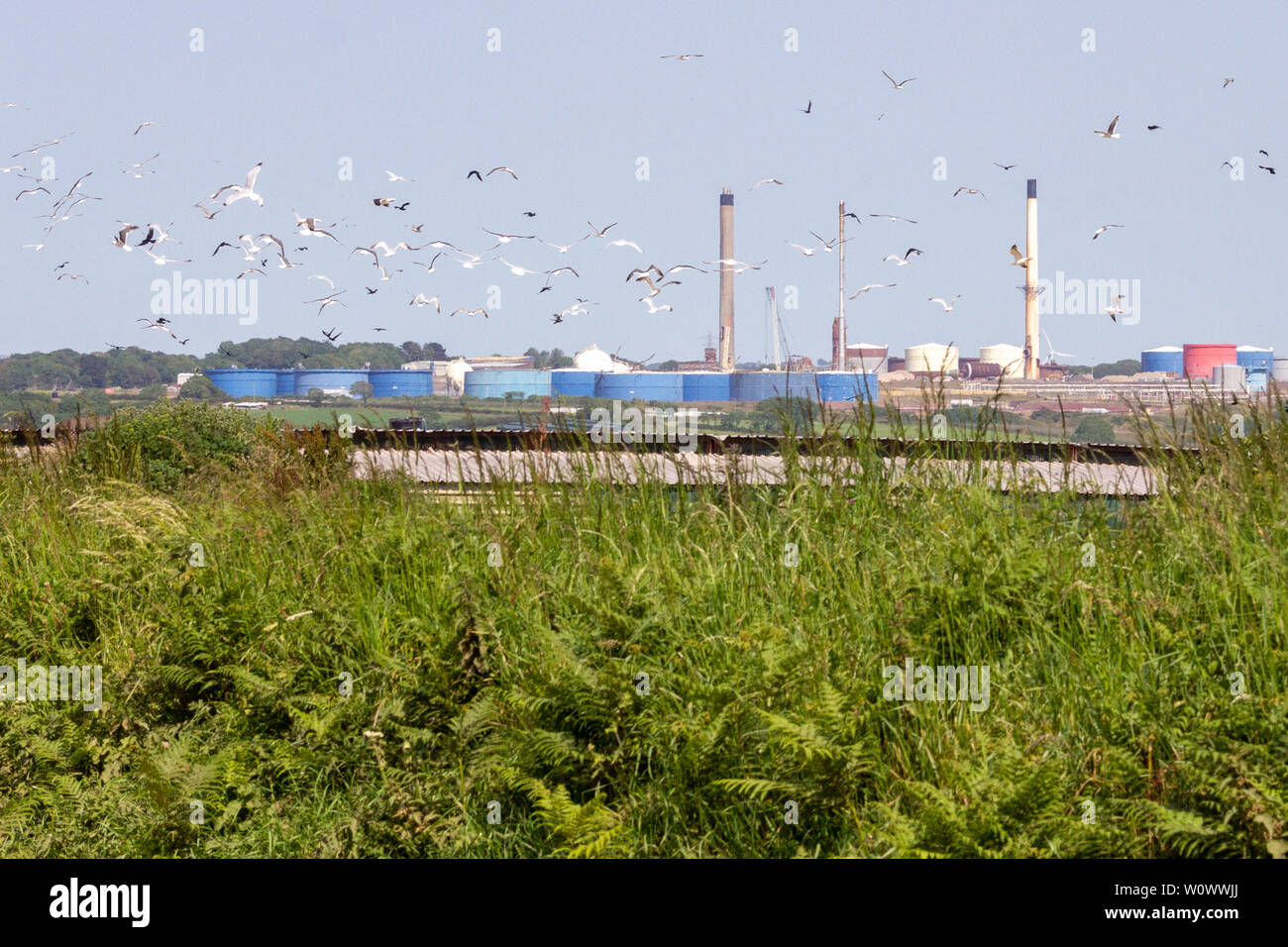 Distant view of Milford Haven oil refinery, South Wales, with seagulls flying into the sky in the foreground Stock Photo
