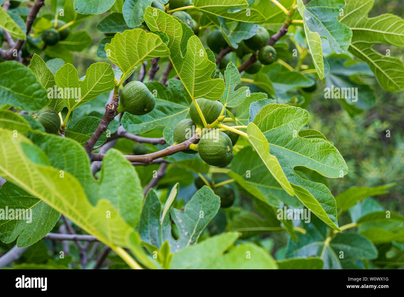 Branches of a fig tree with its figs in summer Stock Photo