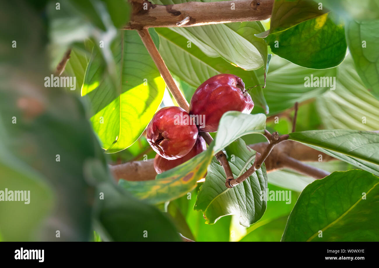 Malay rose apple which is the tropical fruit. The scientific name is Syzygium malaccense Stock Photo