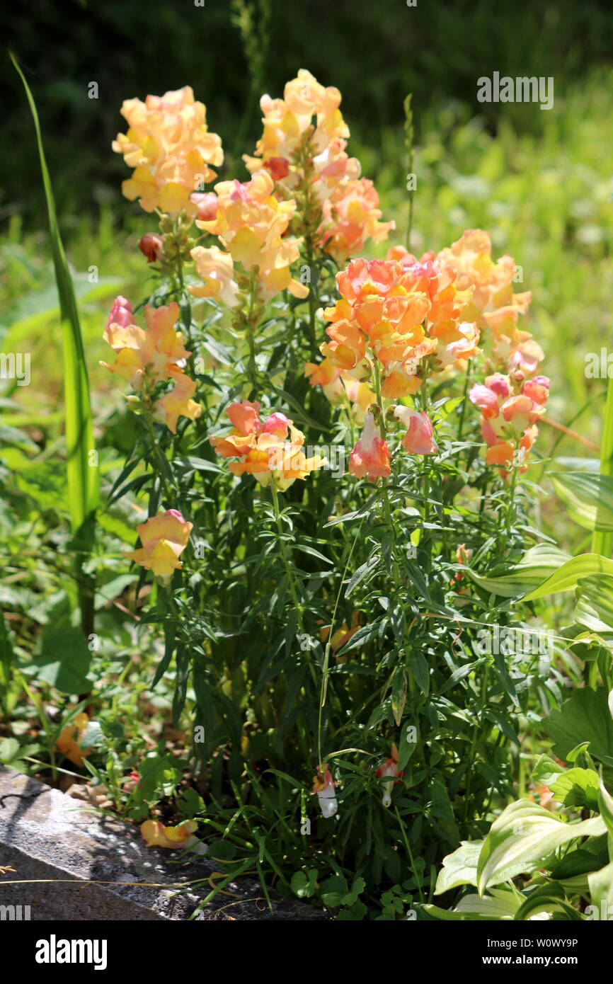 Common snapdragon or Antirrhinum majus light pink and orange open blooming flowers growing in shape of small bush in local urban garden Stock Photo
