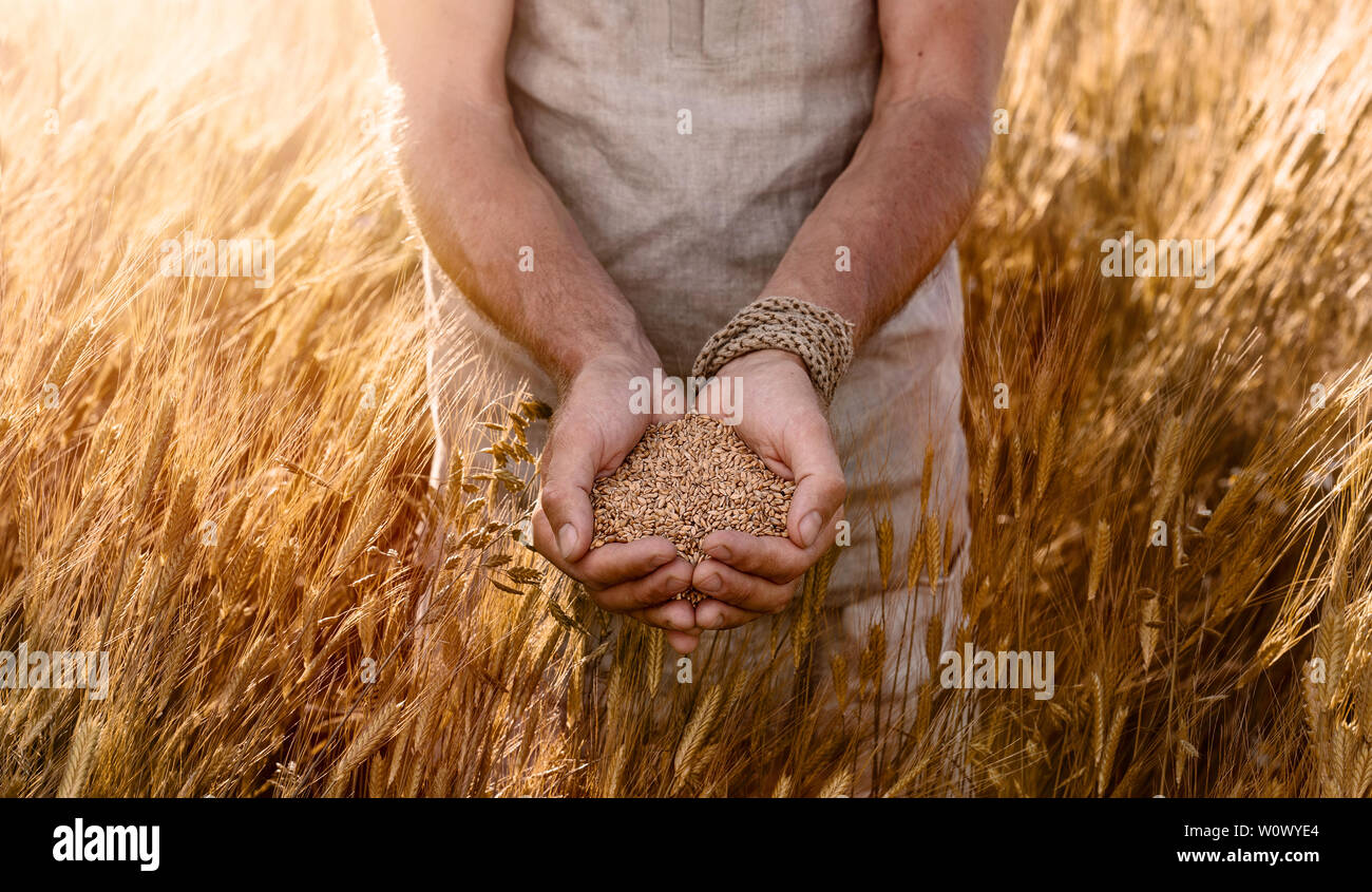 Close up of farmer's hands holding organic einkorn wheat seed on the field at the sunset Stock Photo