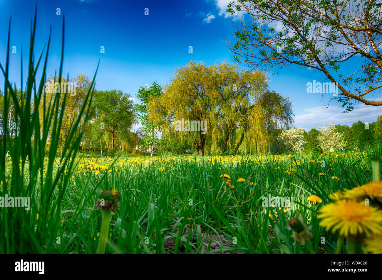 Lush green spring meadow with dandelions and a view to distant woodland ...