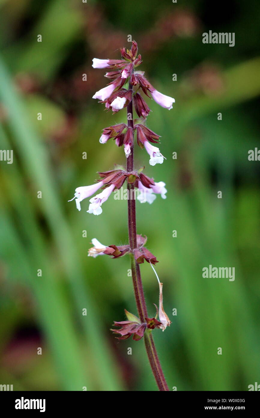 Coral bells or Heuchera Electric plum herbaceous perennial plant with