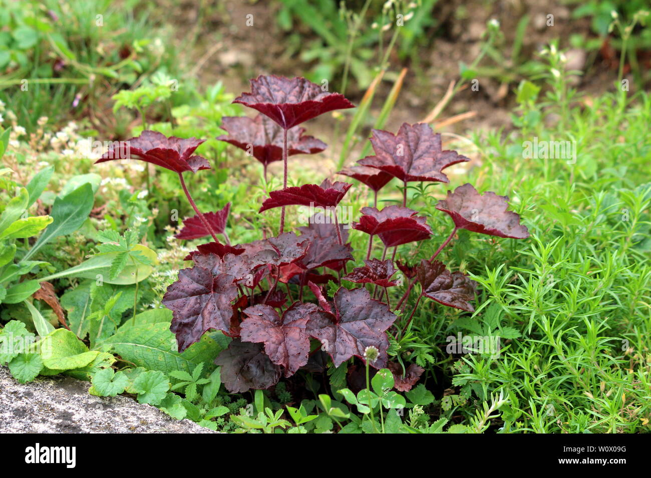 Coral bells or Heuchera Electric plum herbaceous perennial plant with