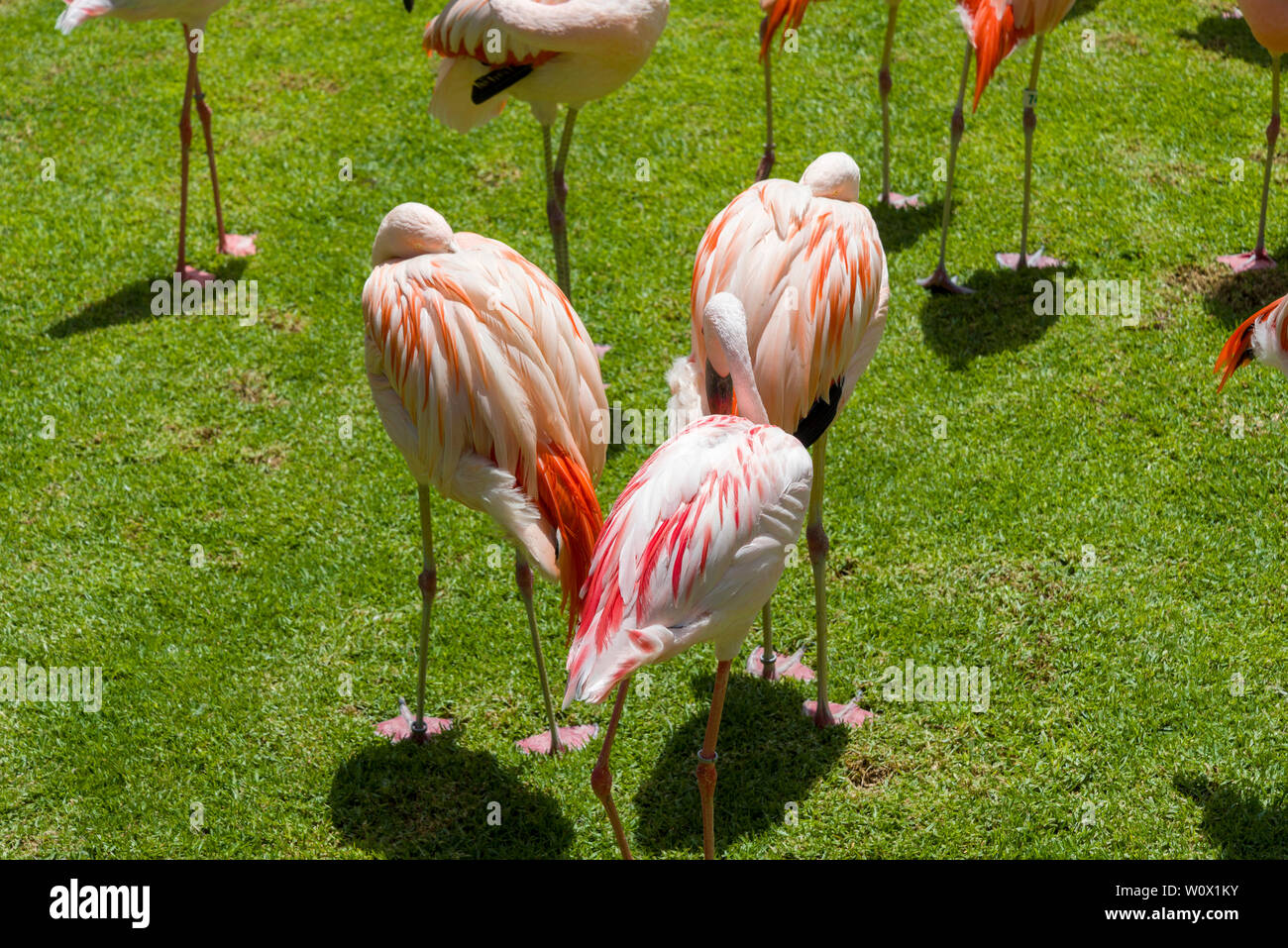 Woman and flamingos hi-res stock photography and images - Page 2 - Alamy