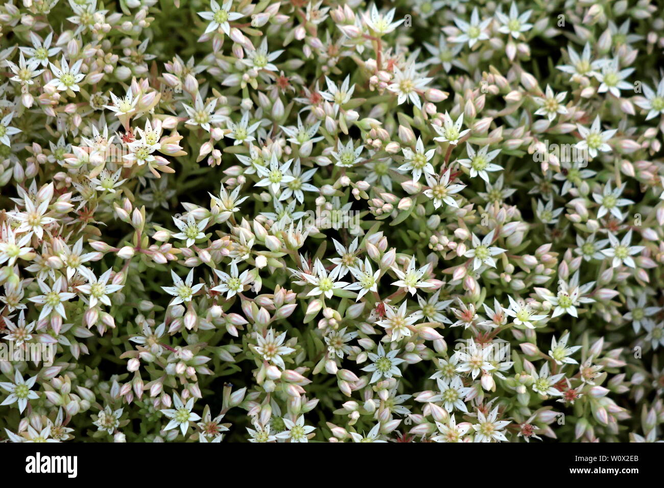 Densely planted Sedum or Stonecrop hardy succulent ground cover perennial plants background texture with thick succulent leaves and fleshy stems Stock Photo
