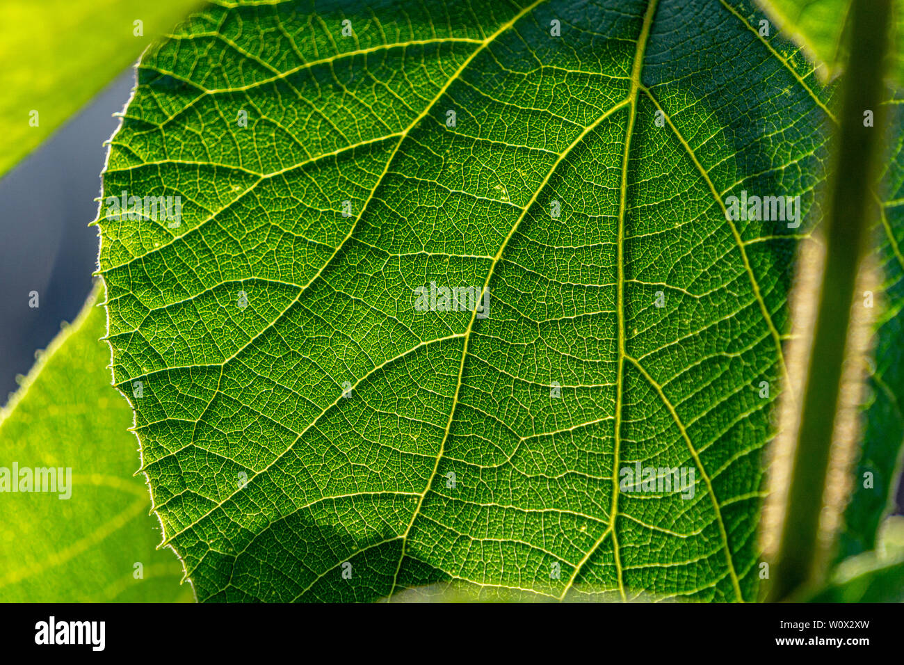 Close up image of green leaf Stock Photo