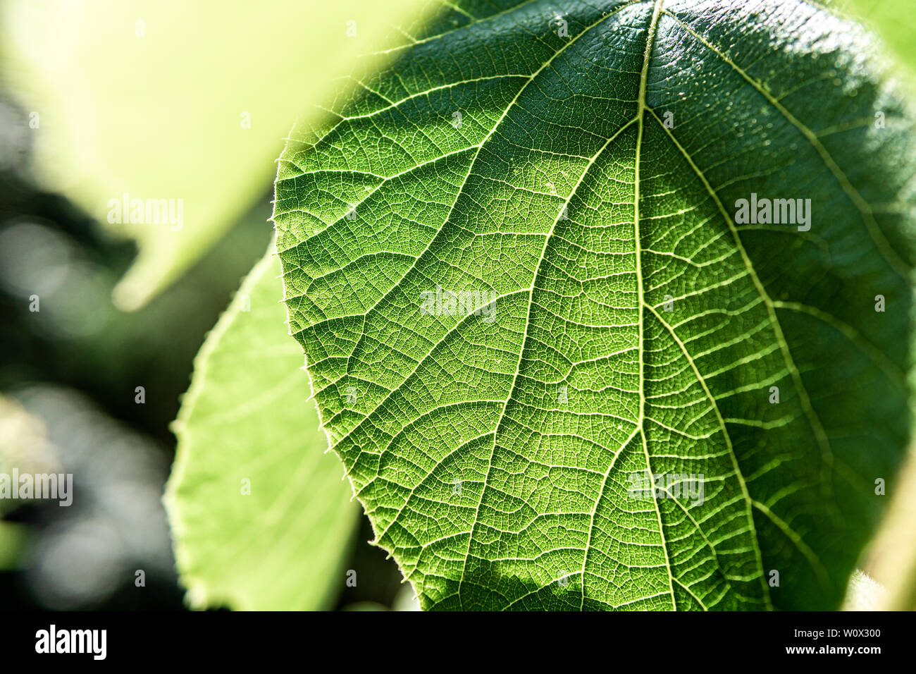 Close up image of green leaf Stock Photo
