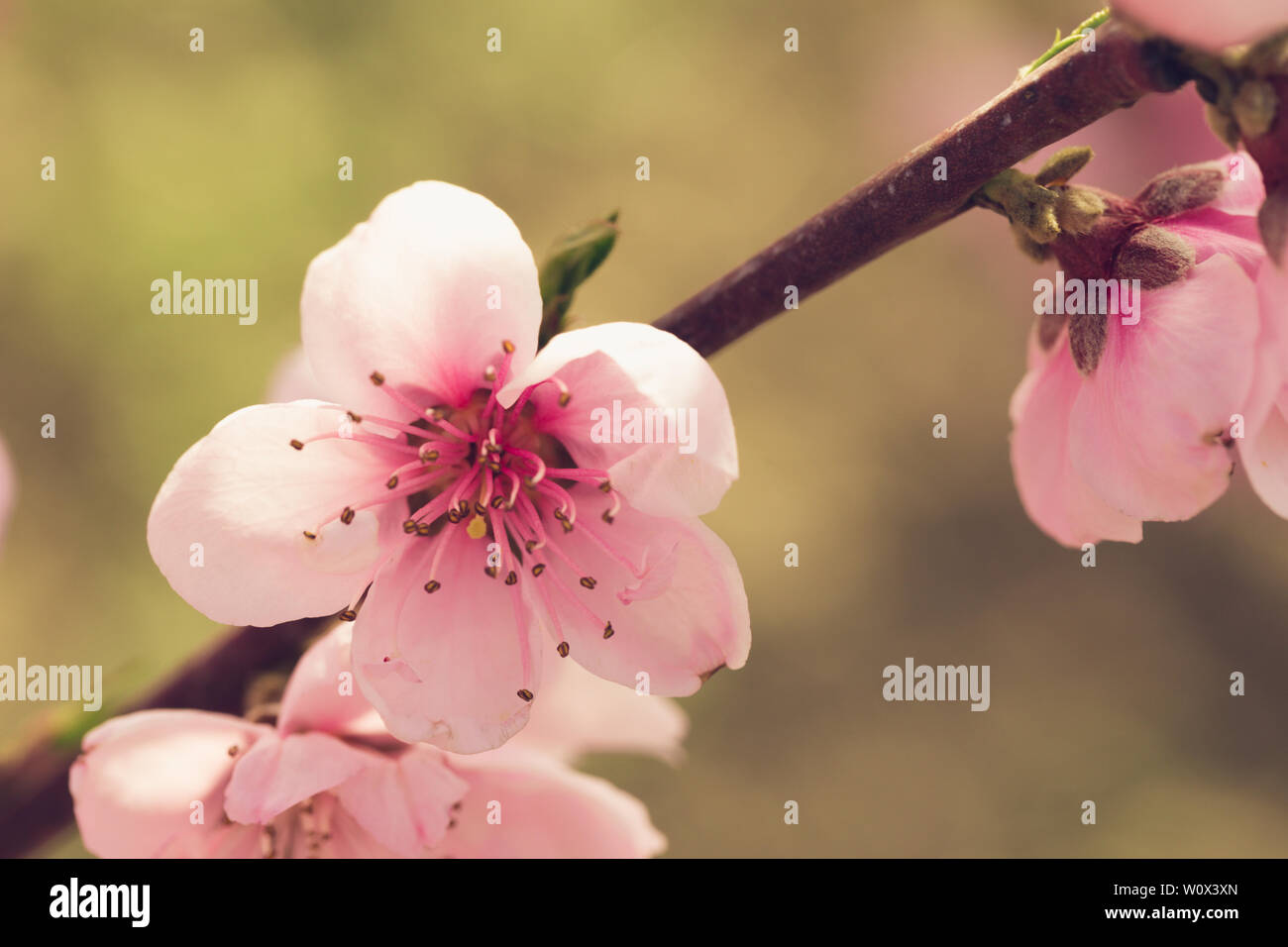 spring tree with pink flowers Stock Photo - Alamy