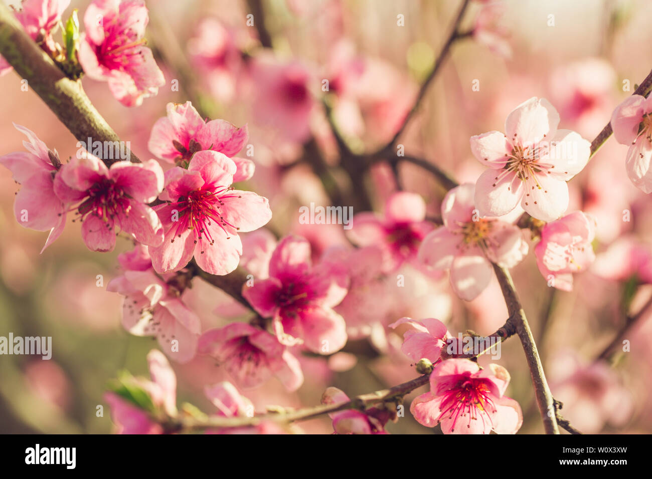 spring tree with pink flowers Stock Photo - Alamy