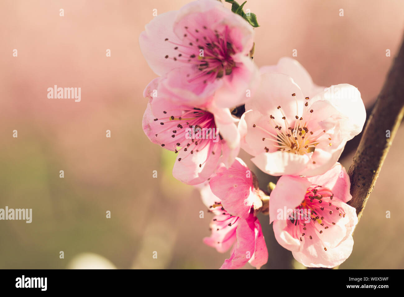 spring tree with pink flowers Stock Photo - Alamy