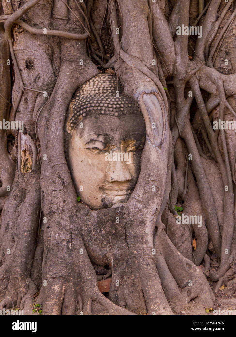 Buddha Head in Tree Roots, Buddhist temple Wat Mahathat, Historic City of Ayutthaya, Thailand Stock Photo