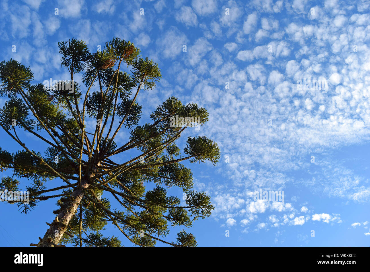 Bottom View of Beautiful Araucaria (Parana Pine Tree) and Blue Sky (Curitiba, Parana, Brazil) (South Brazil) Stock Photo