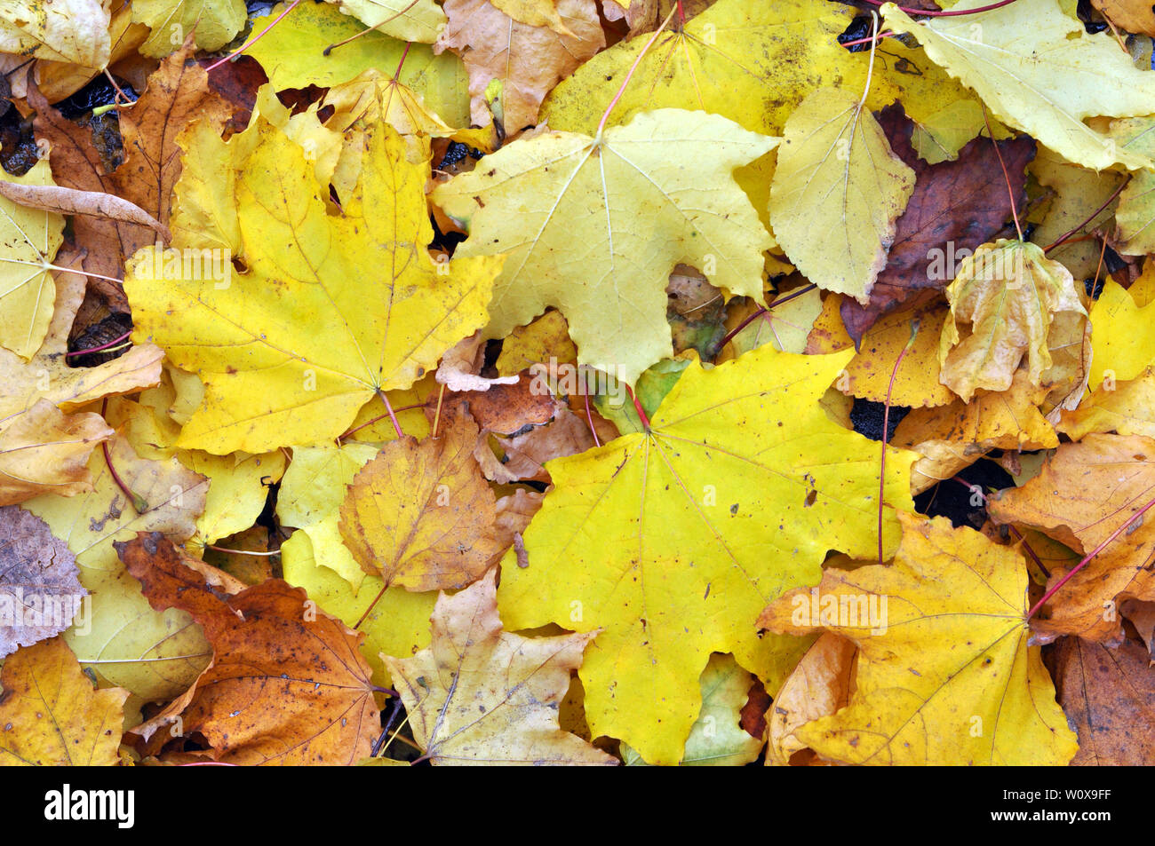 Multicolored maple leaves lie on the grass. Stock Photo