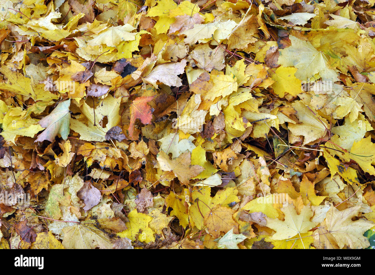 Multicolored maple leaves lie on the grass. Stock Photo