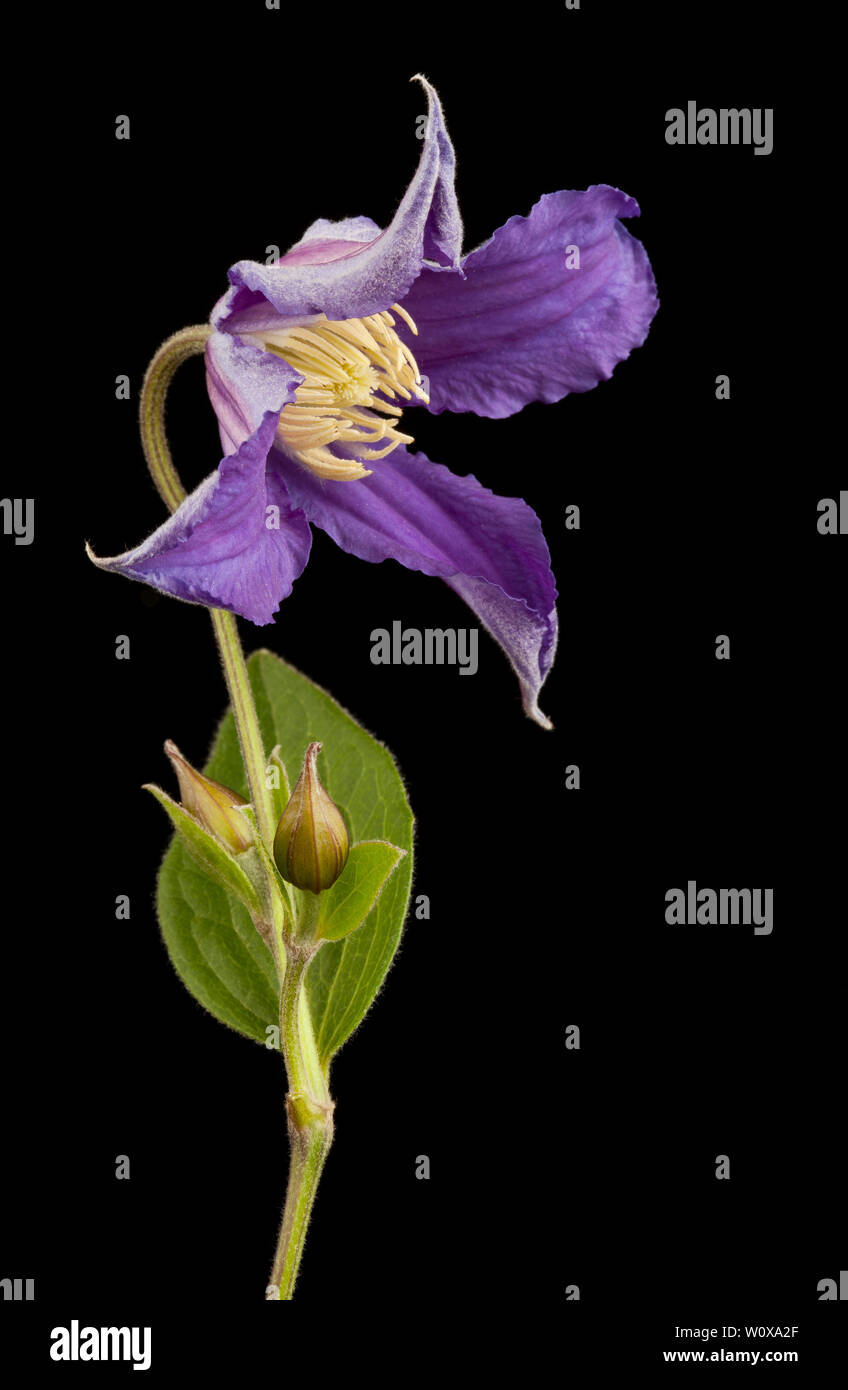 A stem of purple Clematis flower Stock Photo