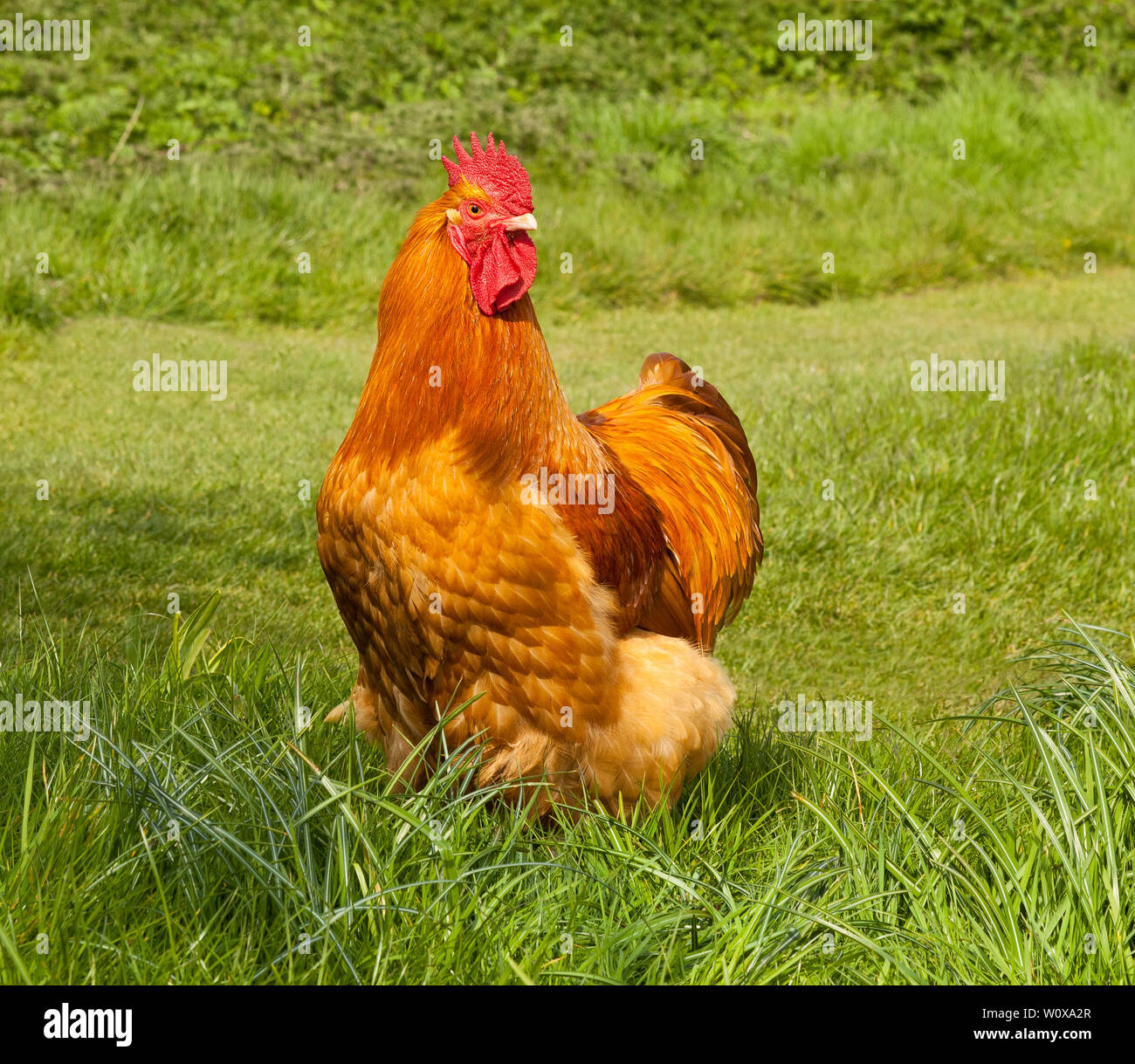 A Buff Orpington Cockerel Stock Photo