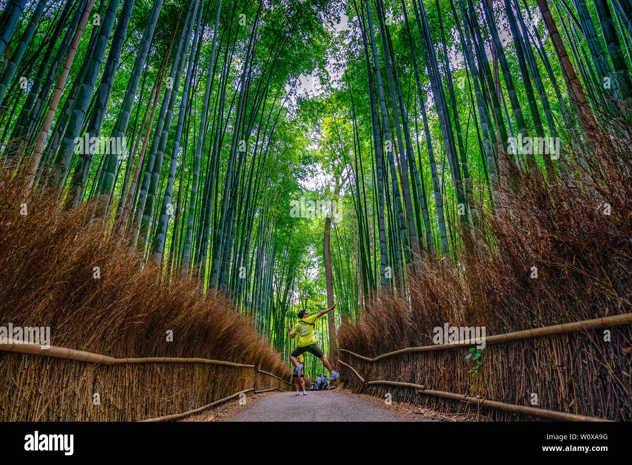 Arashiyama bamboo grove in July Stock Photo Alamy