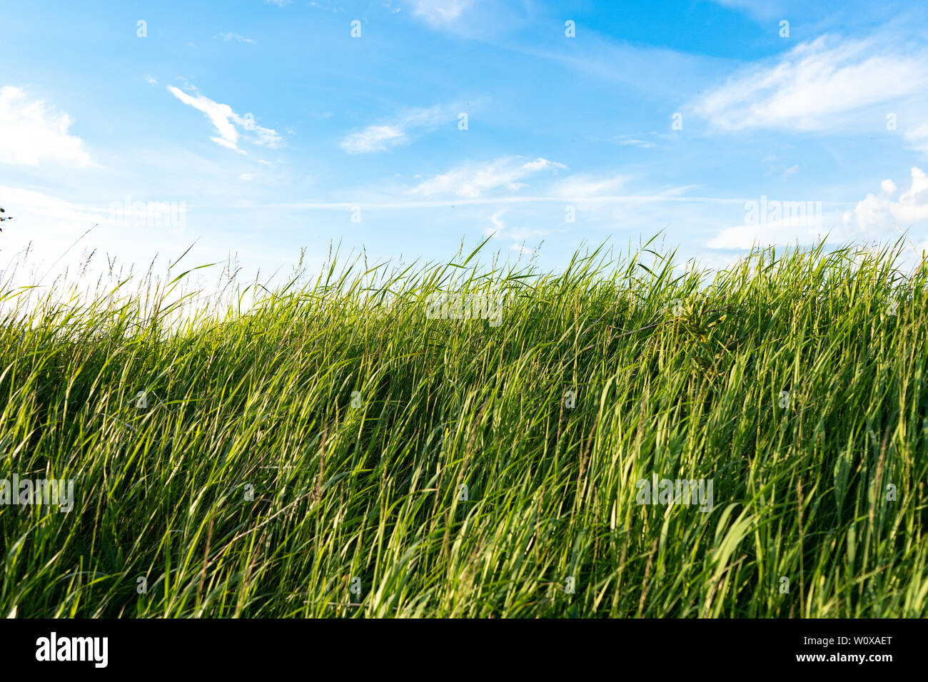Natural wild green grass and blue sky with clouds Stock Photo - Alamy