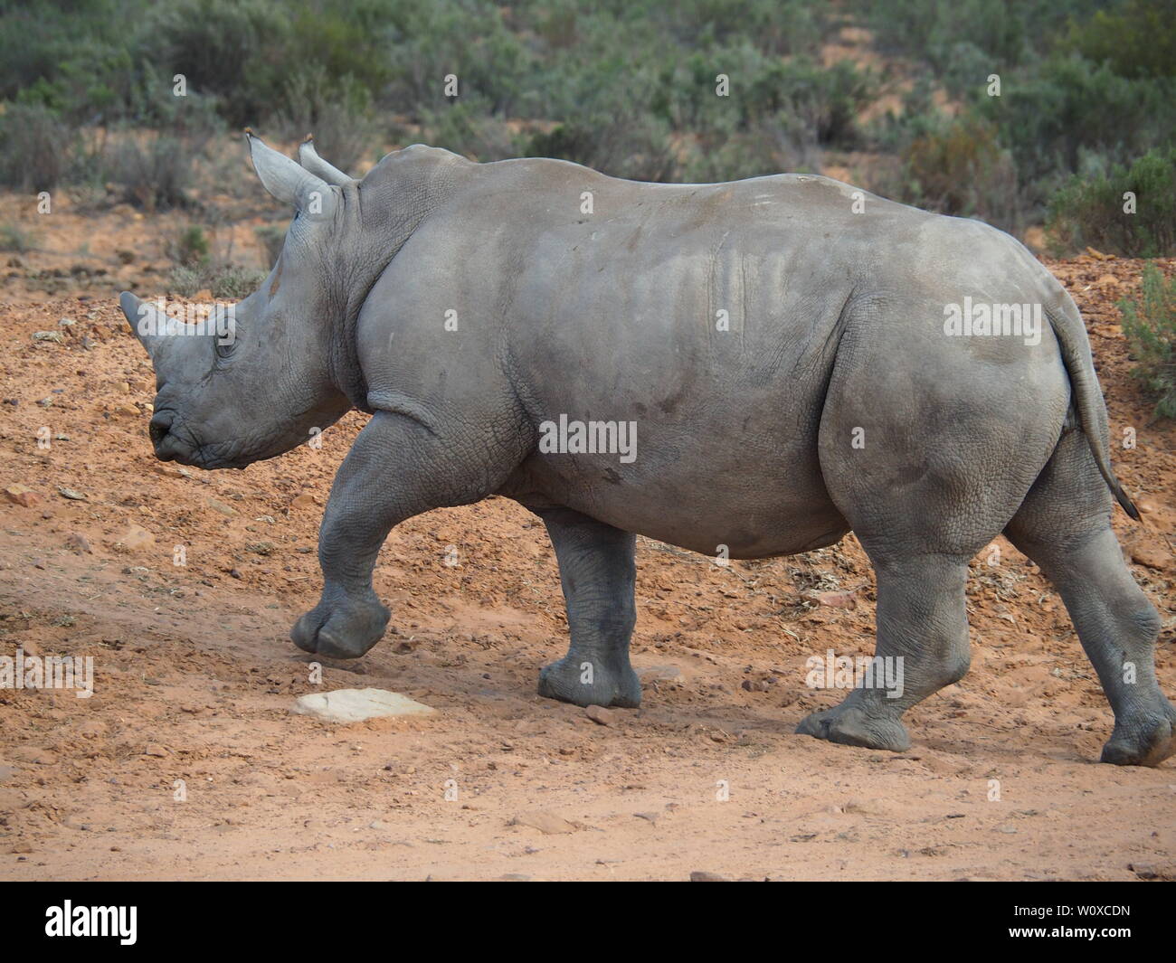 Nashorn in der Natur von Südafrika, auf Safari - made by Jana Reutin Stock Photo