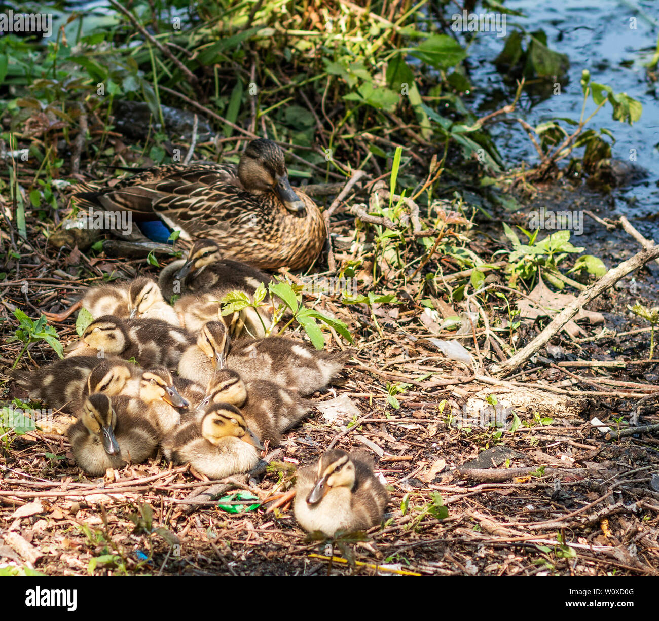 Eleven baby ducklings laying next to their mother on the side of a lake in the brush in the sunshine. Stock Photo