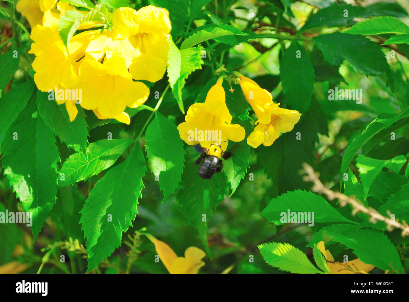 Carpenter bees is flying to find nectar from the yellow flower called Yellow trumpet-flower. Stock Photo
