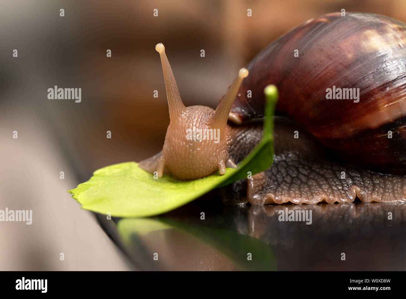 Big snail Achatina on a dark background Stock Photo