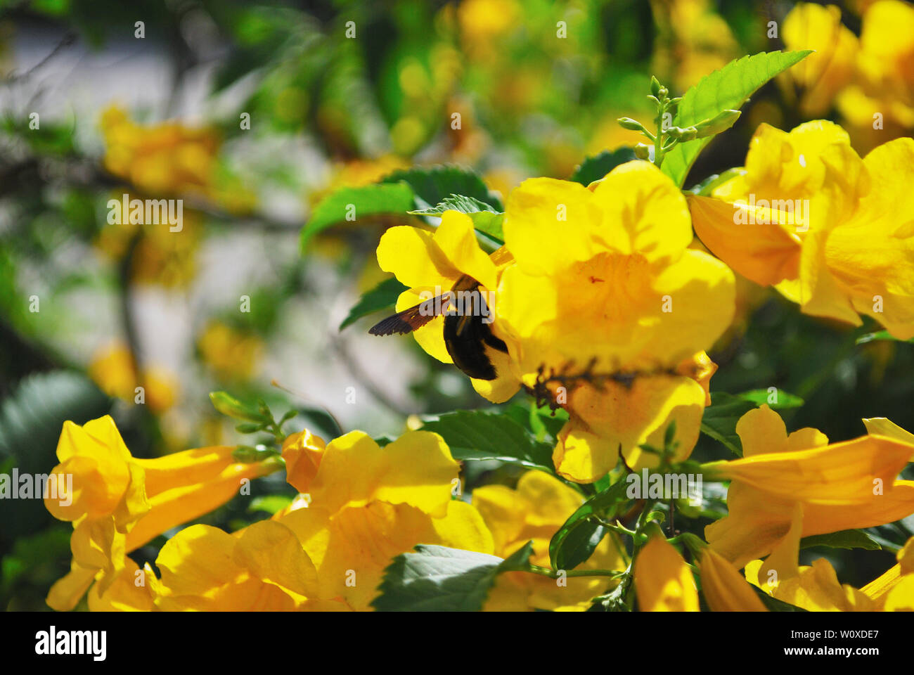 Carpenter Bees Is Flying To Find Nectar From The Yellow Flower Called Yellow Trumpet Flower Stock Photo Alamy