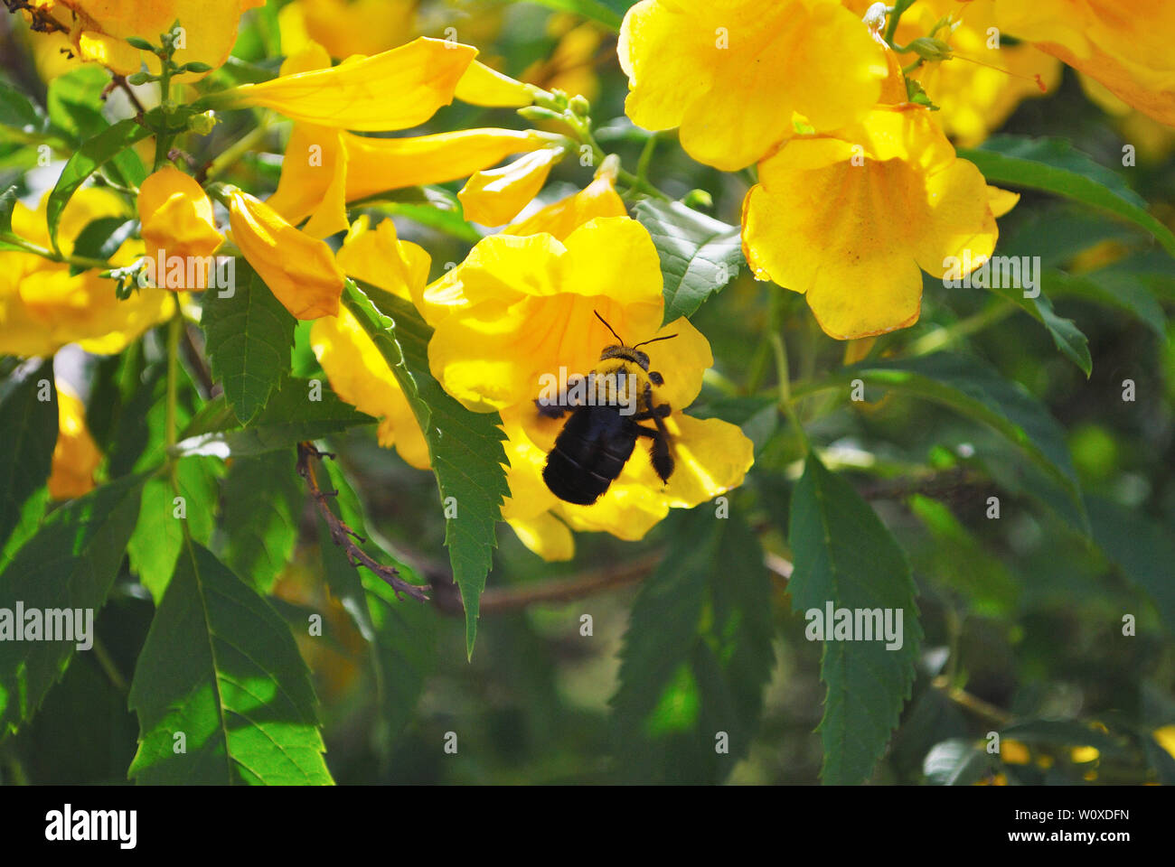 Carpenter bees is flying to find nectar from the yellow flower called Yellow trumpet-flower. Stock Photo