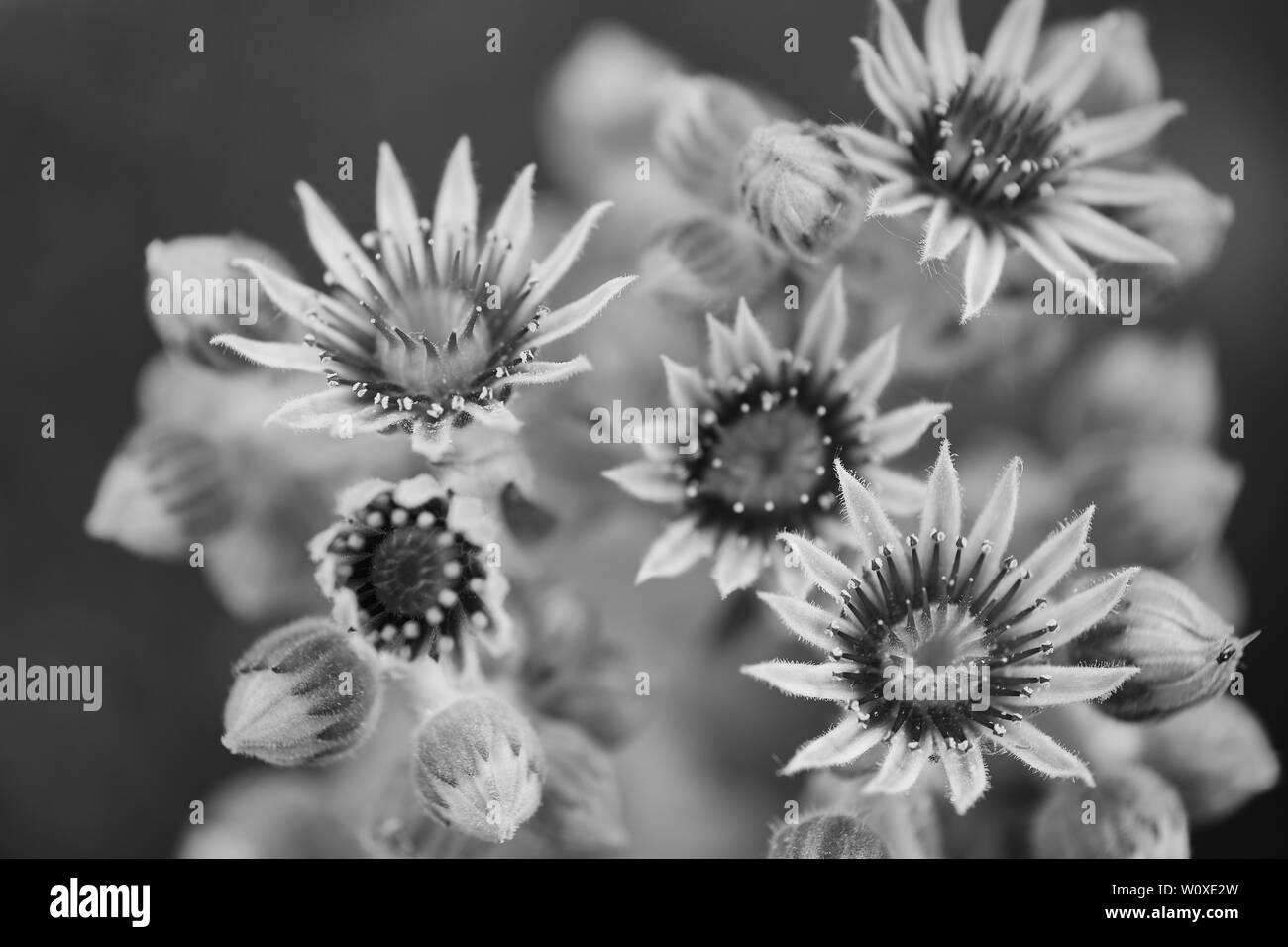 macro photo of blooming sempervivum succulent, focus on the right on the lowest blossom, black and white picture Stock Photo