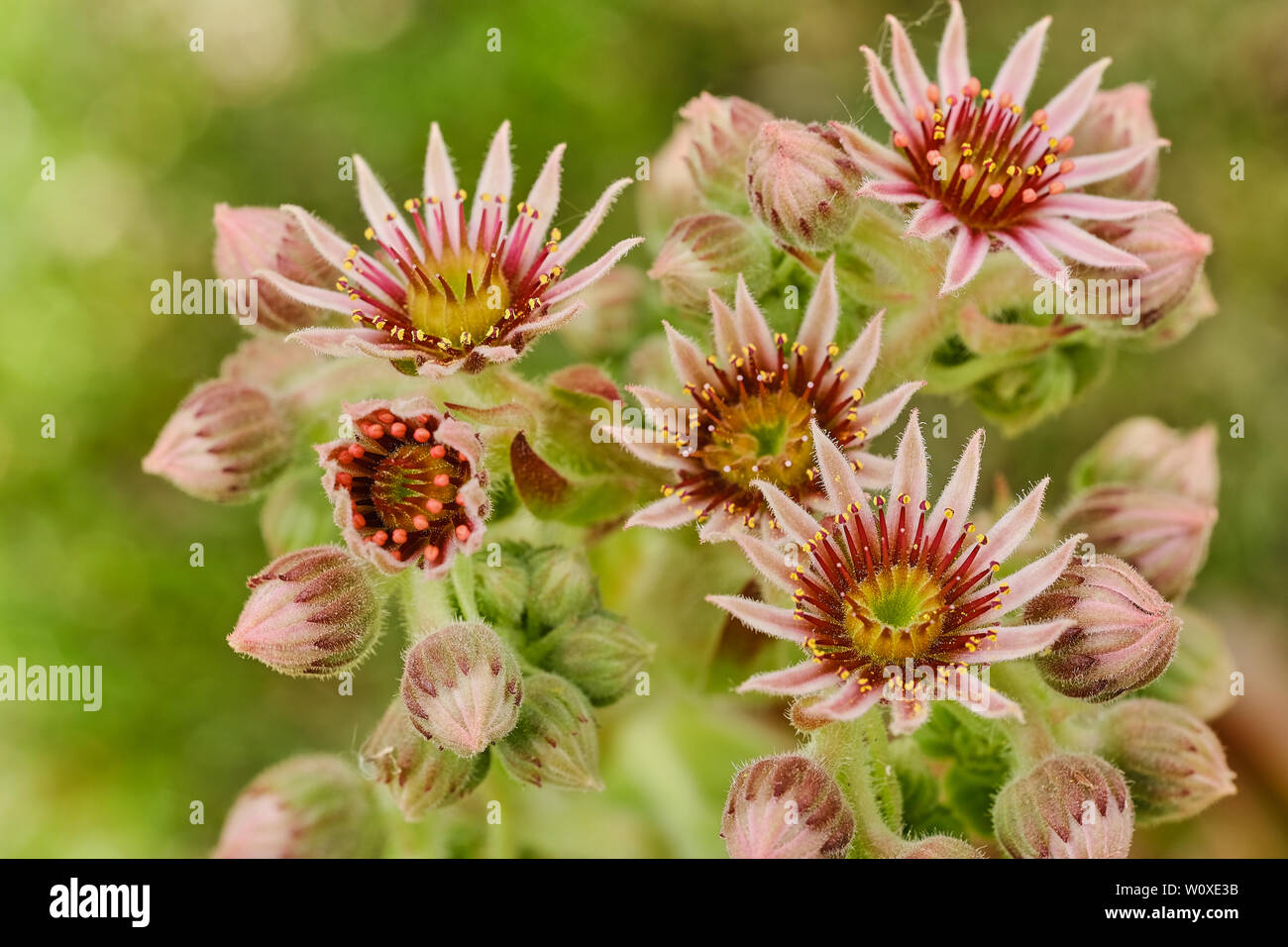 macro photo of red blooming sempervivum succulent, focus on the right on the lowest blossom Stock Photo
