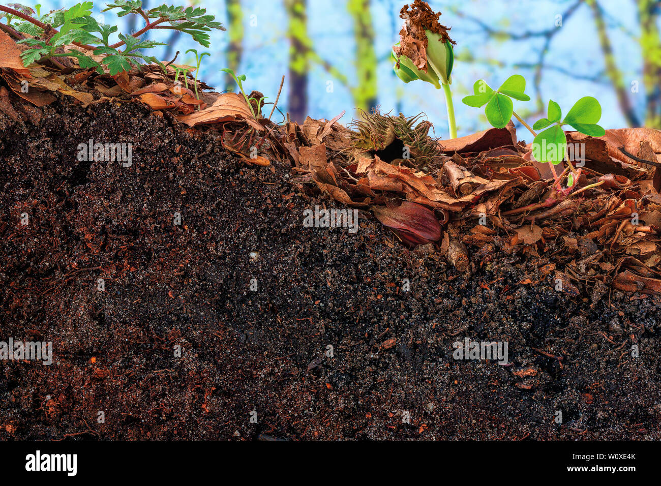 Beech sprout and clover emerging from the topsoil of a cambisol Stock Photo