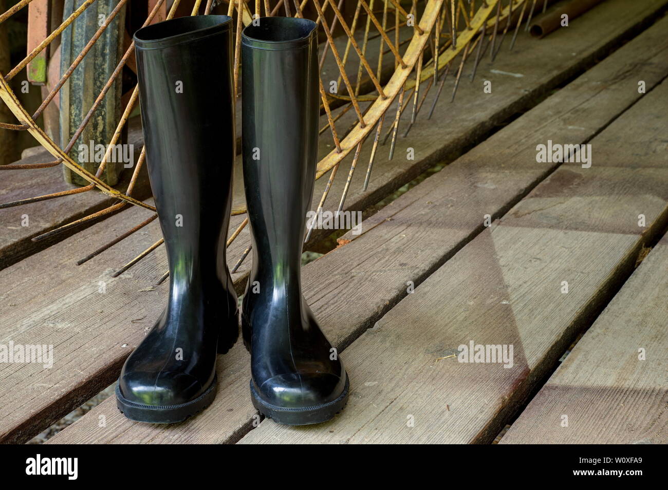 Rubber boots for agriculture. Black shiny rubber boots and agricultural