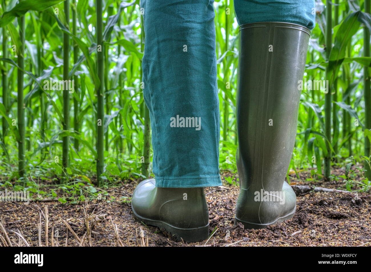 Rubber boots for agriculture. Farmer stands with green rubber boots in front of his corn field. One pant leg in the boot and the other over the boot. Stock Photo