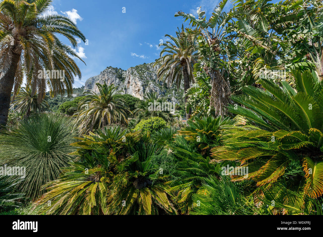 France, Alpes Maritimes, Menton, jardin Maria Serena (Maria Serena Garden), palm trees and Cycas (obligatory mention of the garden name and editorial Stock Photo