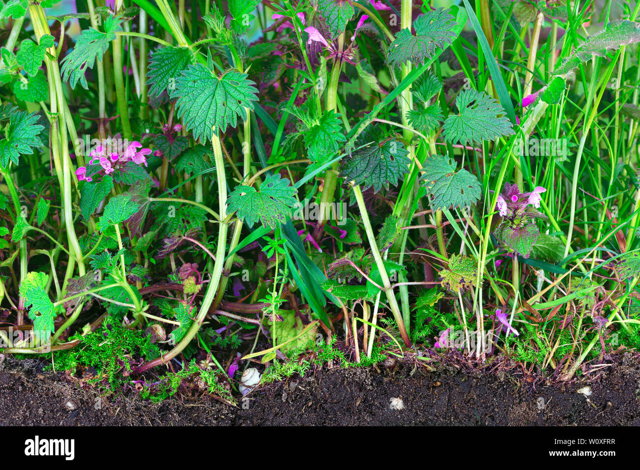 Jungle of stinging and dead nettles with topsoil Stock Photo