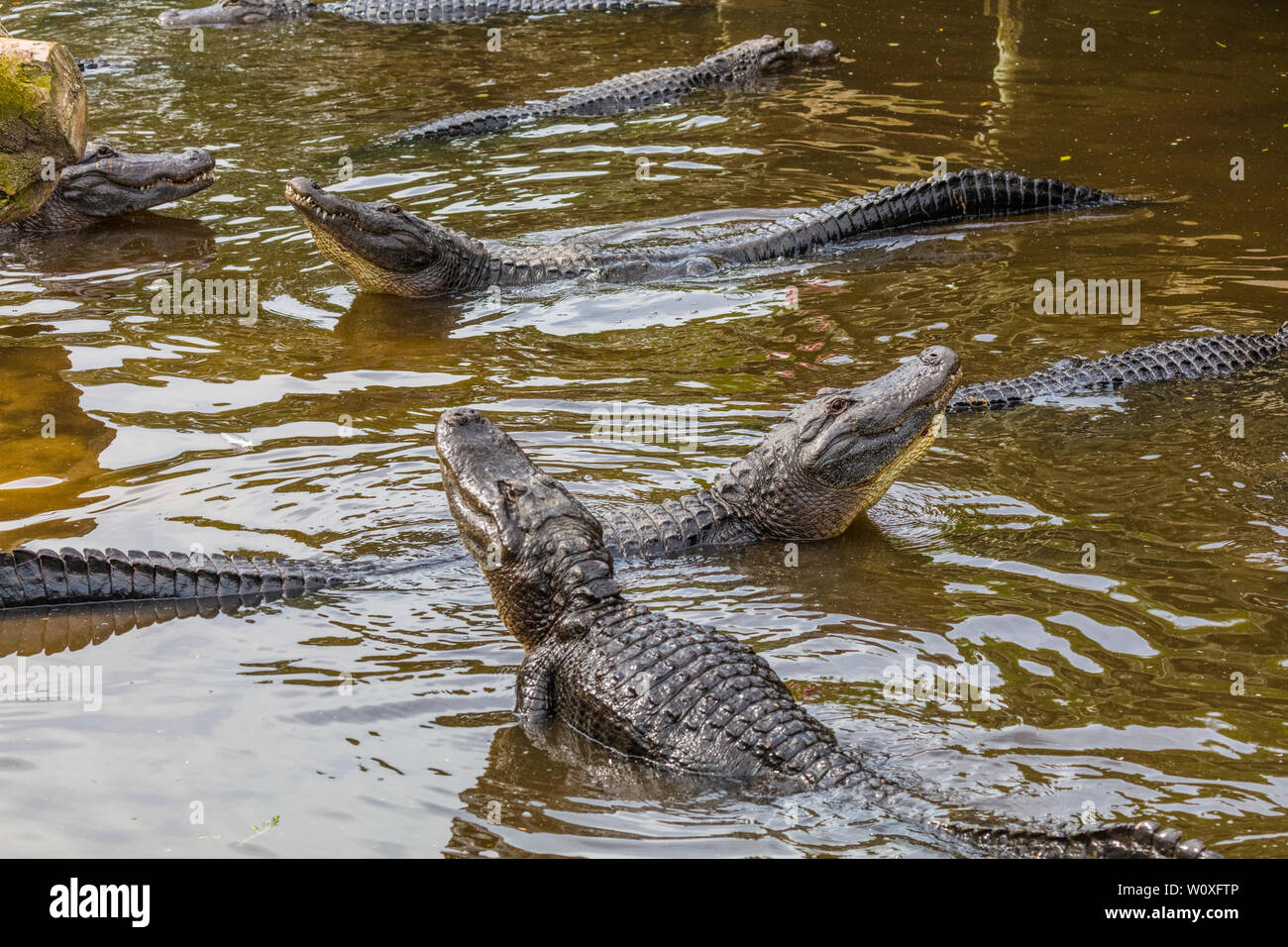 Mating display of American Alligators (Alligator mississipiensis) in St